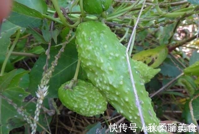 野果|灌丛中生长的野果,用手一掐乳汁直流,好多人叫不上它的名字