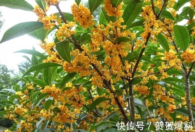 家有五树,儿孙都富!有院子建议栽5种树,看花,收果,寓意吉利