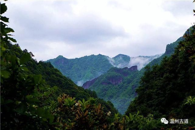 镇海|这条美如童话世界的温州野花古道，春日里必走一次！