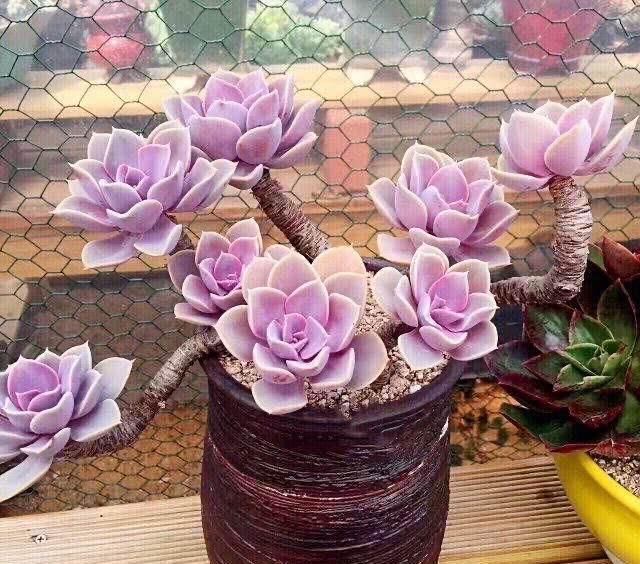 一种紫色“多肉”,5个养护小技巧,叶片肥,长成群生的漂亮老桩