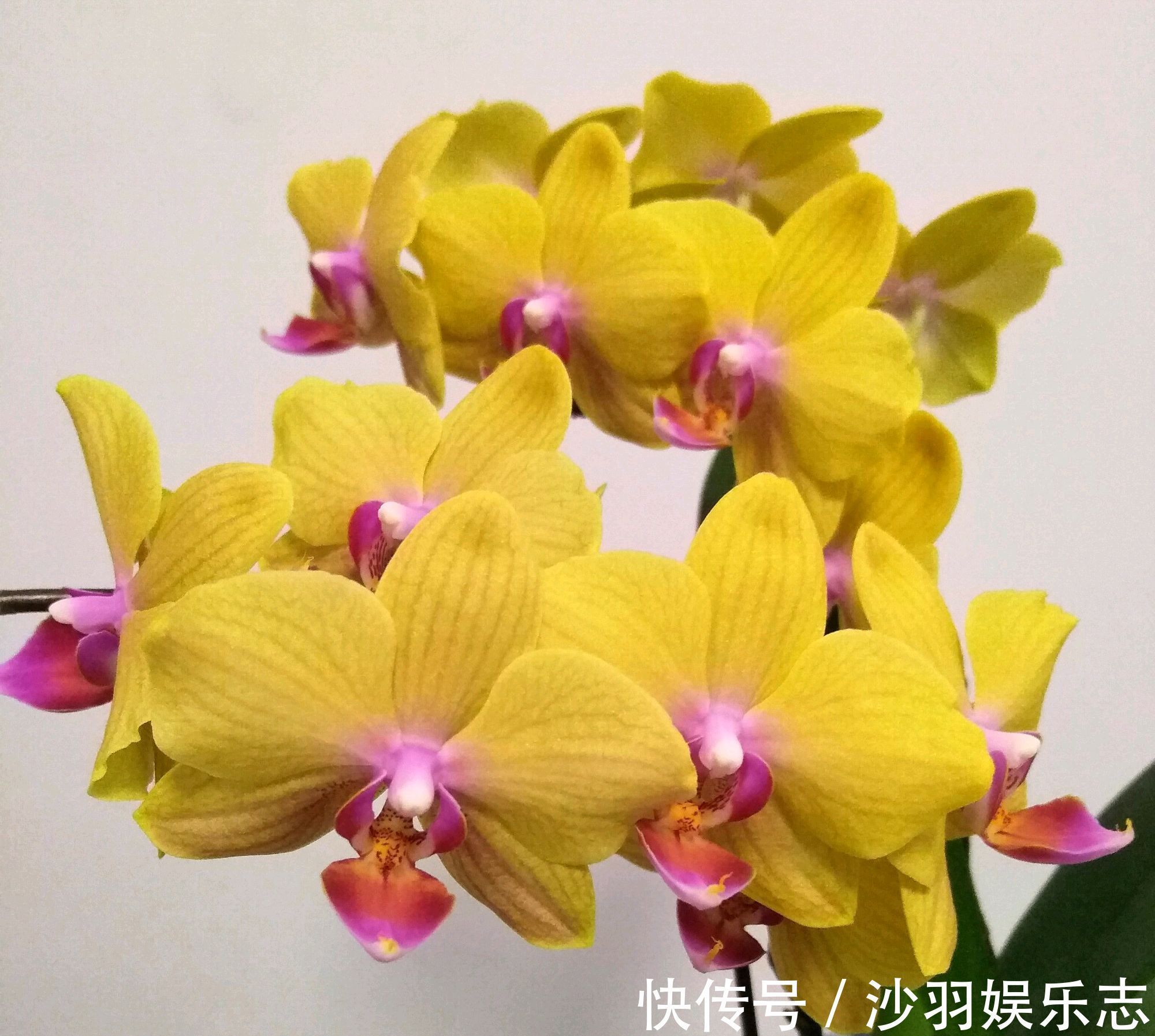 花盆|根系爆盆的蝴蝶兰需要换大盆吗蝴蝶兰就喜欢挤，越挤根旺花爆盆