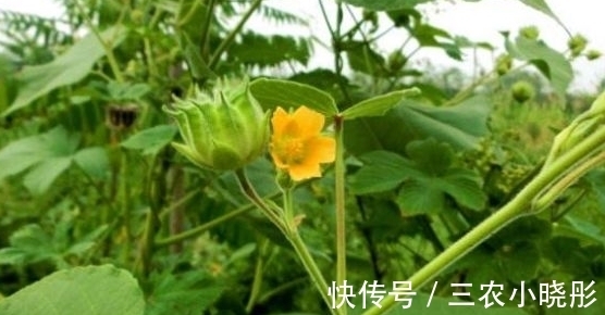 清热利湿|农村生长的一种野草,城里很少见,能入药治病,能清热利湿