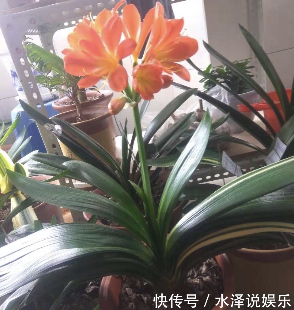 磷酸二氢钾|2种促进植物开花的“万能肥”,花期前,浇水加一勺,蹭蹭冒花苞