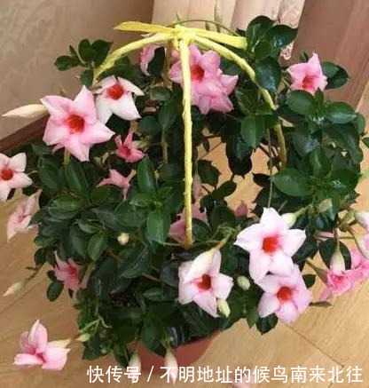 阳台变花园，8种花现在养，半个月就爆满阳台，长的飞快花也多