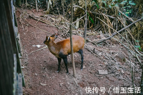 保护区|全国冬季最热的地方，上个世纪50年代最大的热带雨林就在这里