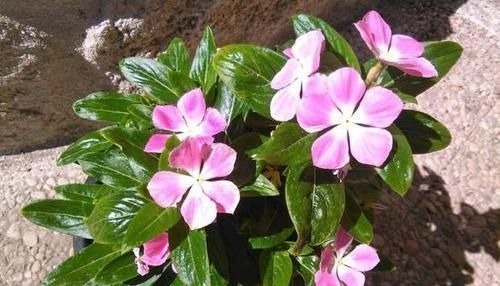 好处|跑步好处多,可为什么跑10分钟左右会很累?熬过后就轻松了