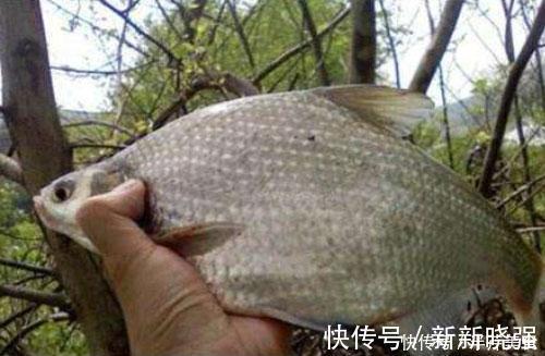 老巢|能直捣鳊鱼老巢的钓法搭配,开始咬了就不止一两条鱼!