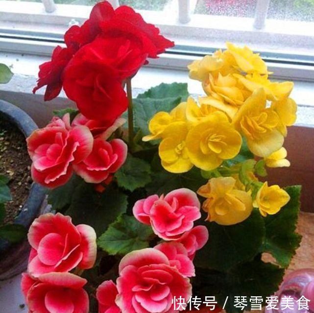 蟹爪兰|5种花现在养刚刚好,30天不浇水照样生长,一年开花不断