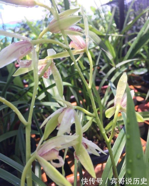 兰花什么时候翻盆最好?翻盆用哪种植料?养兰攻略送给你