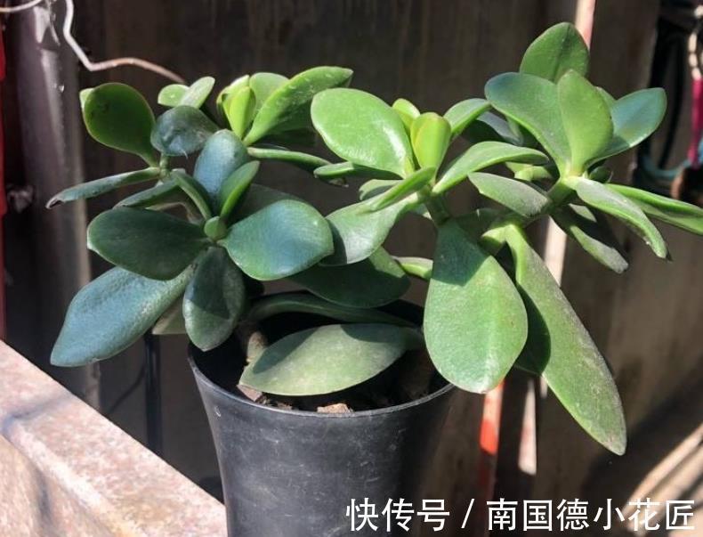 打理|秋天盆栽玉树,怎么打理?满足4点,茎干粗壮、根须旺,好过冬