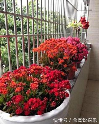 君子兰、蟹爪兰不开花给你说个小方法,天一凉快,叽里咕噜开花