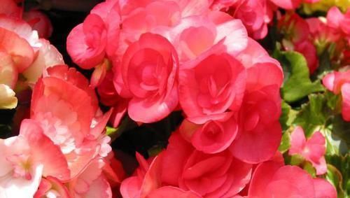 此3种花不用买，手勤快的人摘个叶子就长一棵，2个月长满盆