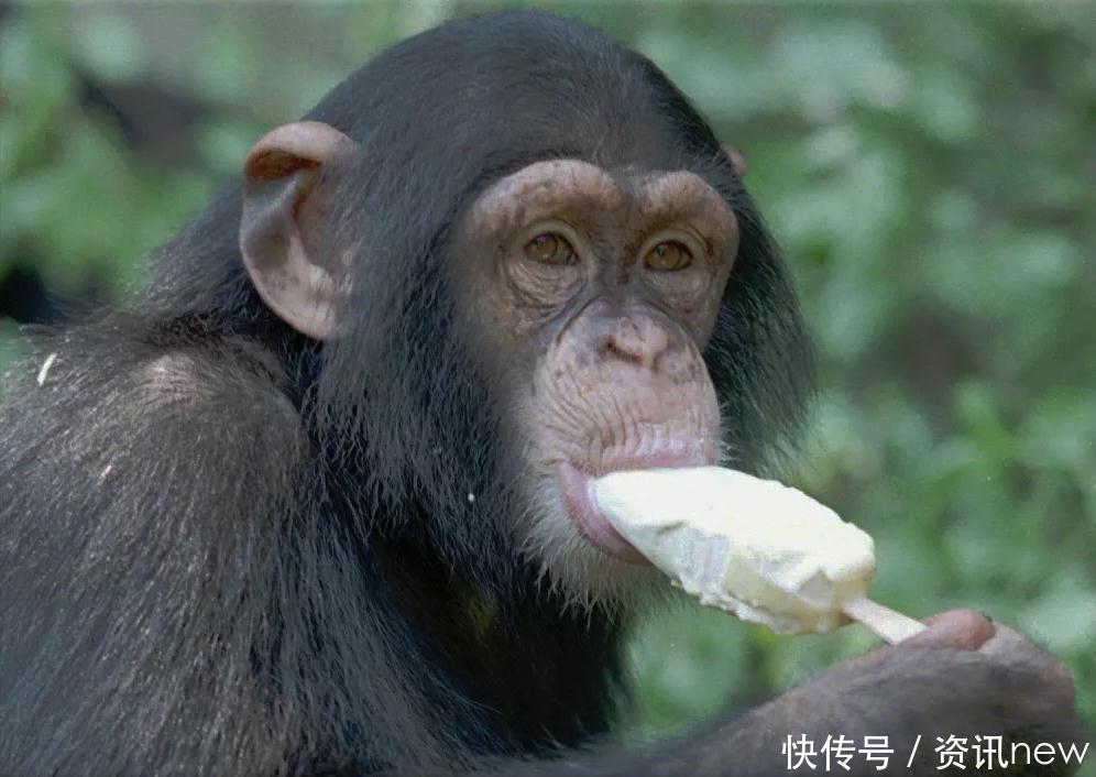 美味可口的冰淇淋是如何诞生的，就连美前总统也是它的忠实爱好者