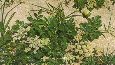 珊瑚菜|沙土上这种野草，其根珍贵价值大，与人参齐名，被称为北沙参