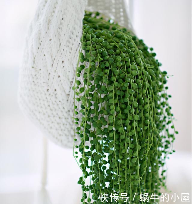 9种花不用花钱买,掐根枝条插土里,2周即可生根,好养易成活