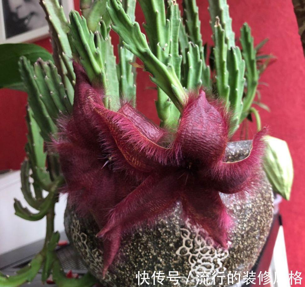 家里养了这花,满屋子都是臭味,家人让我赶紧扔掉