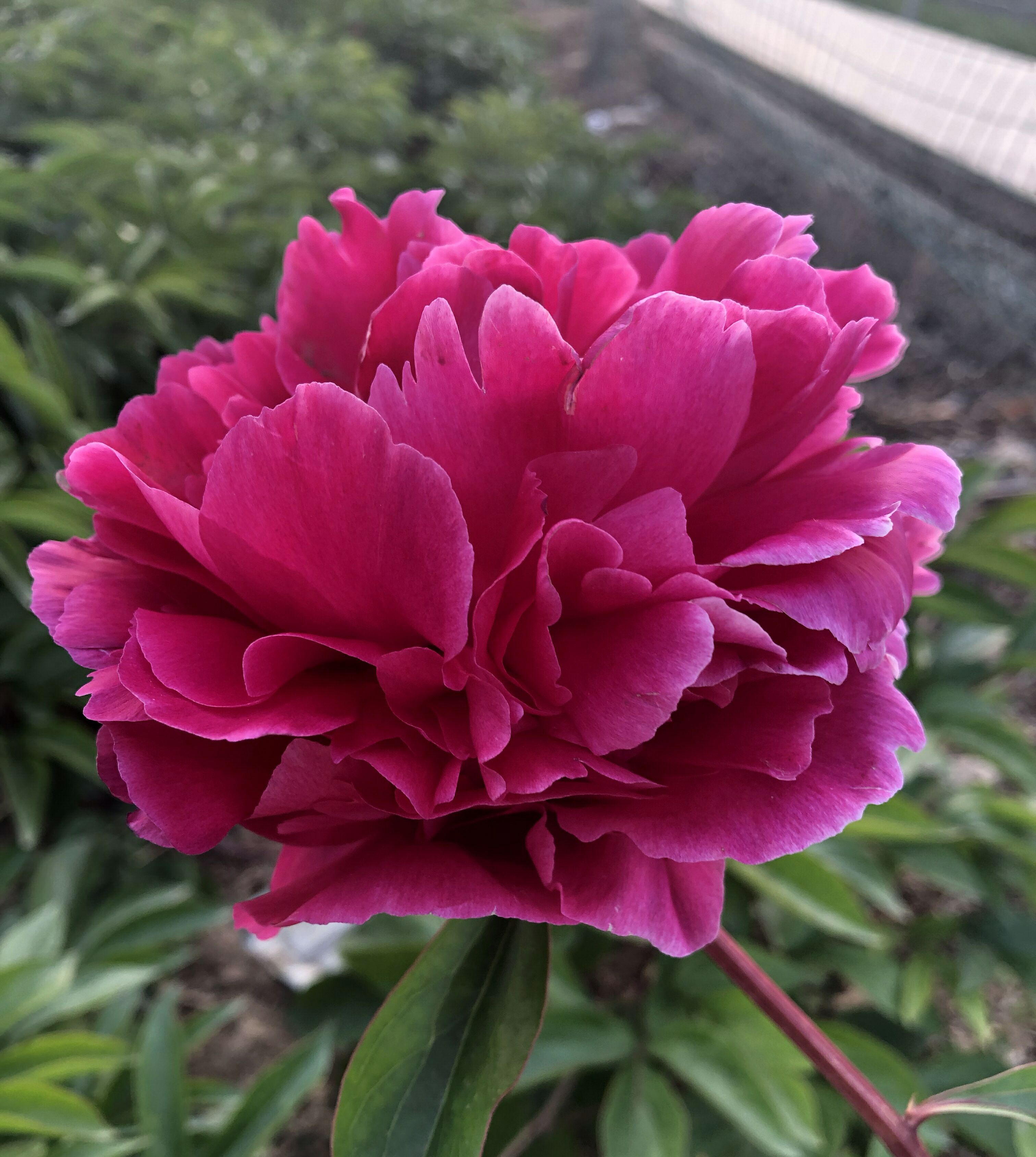 芍药花和牡丹傻傻分不清楚芍药的花苞很大就是不开花怎么办呢