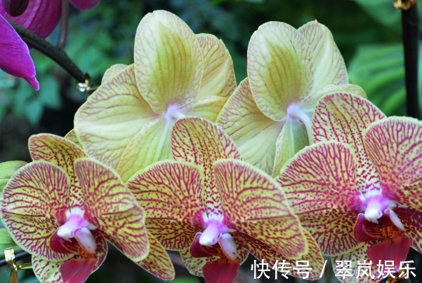 花朵|蝴蝶兰长势差，开花少只需注意3个方面，花繁叶茂更美观