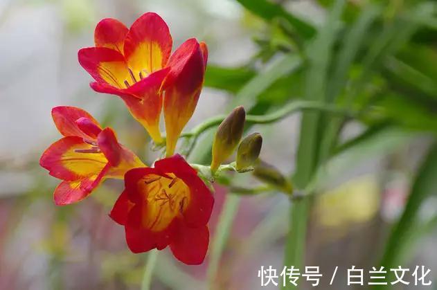 养花知识叫兰不是兰,花却美成仙,看看你家有几盆