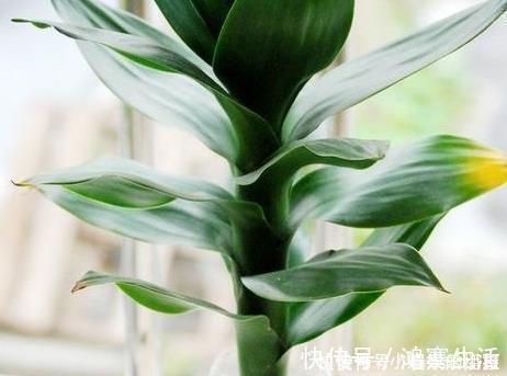 福气|懂花人就喜欢这三种花，放在家里既上档次又招财，家人福气旺