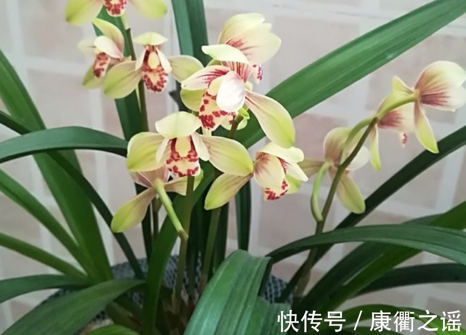 12月养春兰,忌讳这3点!忘记了,植株到来年春天开花难