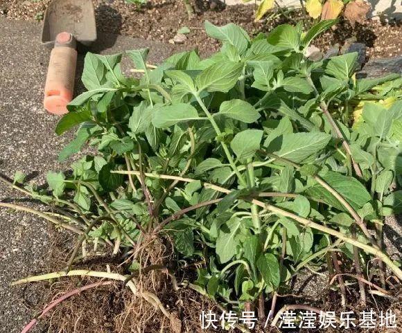 花友|5种花最好别养,根钻得到处都是,砍都砍不尽