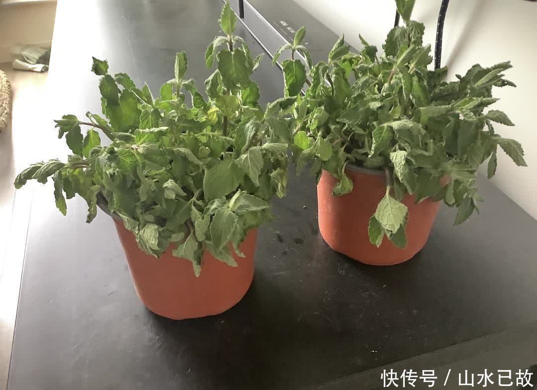 入夏|入夏后，5种花是“大水牛”，2天不给喝水就蔫给你看