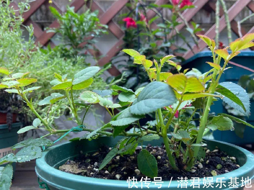 风油精|可以浇花的药，过期也要留着，保花不生虫、不生病！