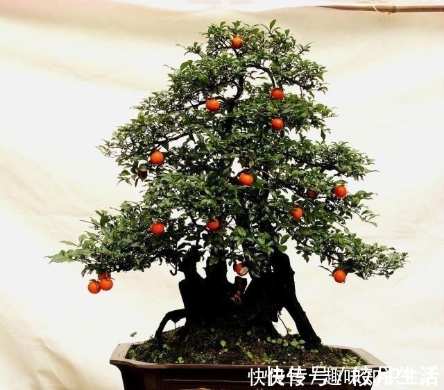 弹子|养这2种花，还能挣钱，放那不用管，养得好卖上万，挺划算！