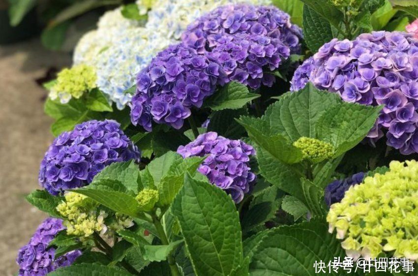 多肉植物|5种情况,不能给花草乱喷水,搞不好烂叶烂心,还掉花苞