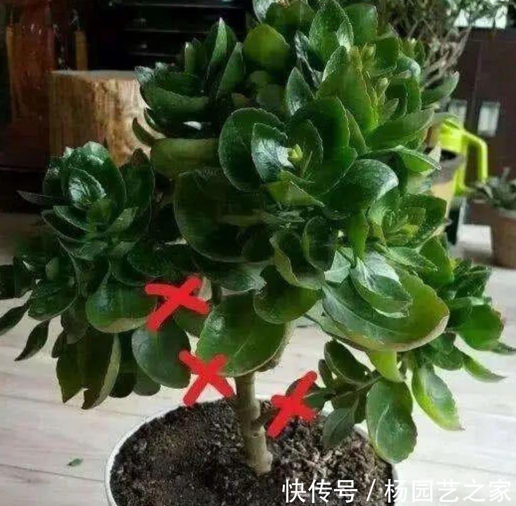 剪剪|5种漂亮花,现在修修剪剪,坐等秋天,花开爆盆