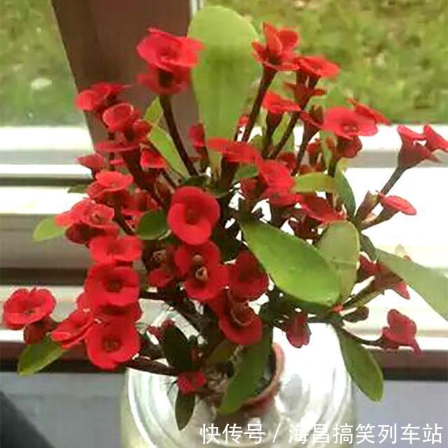 虎刺梅“有毒”,很多人还是养家里,原因只有你一点,看你知道吗