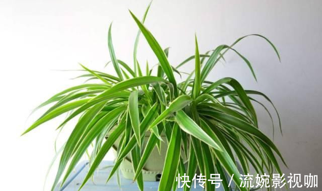 君子兰肥|君子兰肥到流油,长寿花开不断,原来他用了这个小方法!