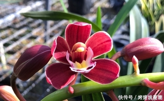 种花|超迷人的4种花,花色超美,一年开花多次,你值得拥有