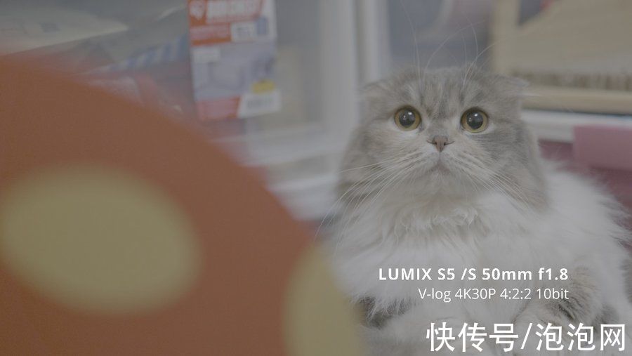 lut|初体验！松下LUMIX S5全画幅微单宠物视频拍摄