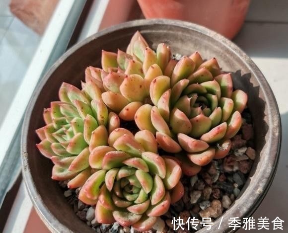 花友|多肉之所以养不好,全在“水”上,“不会”浇水,直接烂根