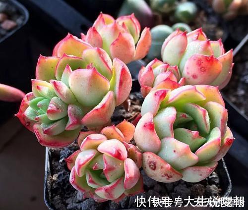 “混血”多肉美极了,皮实颜值高,养护更简单,养几棵真过瘾