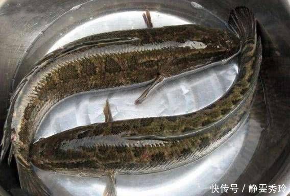 农村的这两种野鱼,虽然长得丑,但是味道非常的鲜美