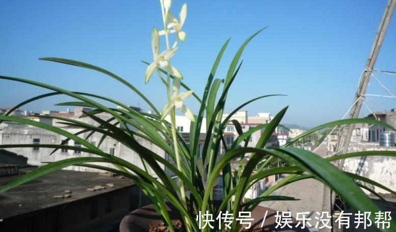 习性|室内养兰花盆栽,摆在哪里更合适?阳台就不错