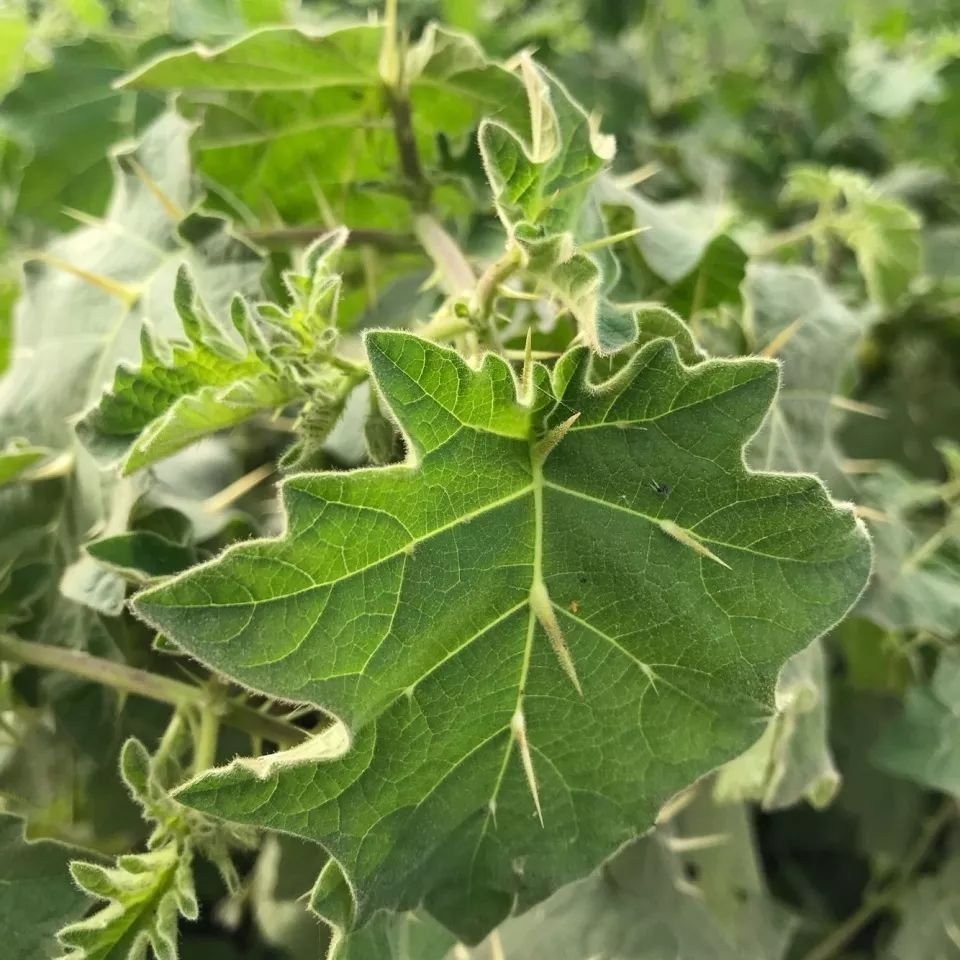 药用价值|在乡下无人问津的一种野草,药用价值却极高!真是可遇不可求