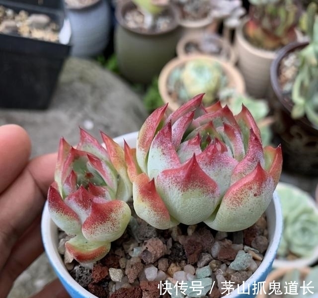 懒招|懒人养多肉,学会用“懒招”,不用怕烂根,长得快,状态还很好