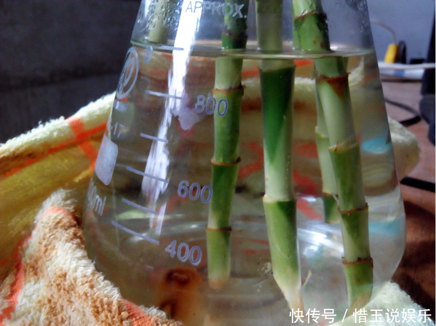 新手养富贵竹,此方法最好,强根壮茎不黄叶,富贵才能进家门