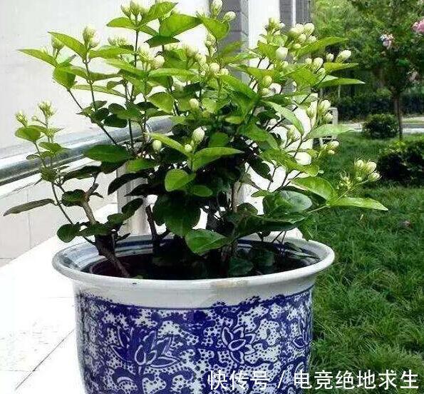 天冷后,9种花要“少水、断粮”,不然难过冬