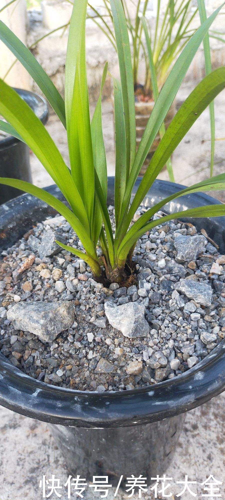 报岁兰|兰花品种多,中国兰花五大品种,你知道吗?