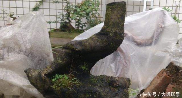 盆景|王小姐爱养花,去山上挖了“废木头”,种花盆上,变成“金弹子”