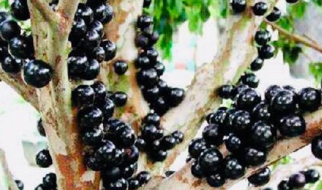 天然“调经果”找到了,女性经常吃,缓解痛经,补钙减肥!