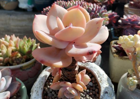 如果不说是白凤,大家能认得出来吗?控养的白凤,完美逆袭