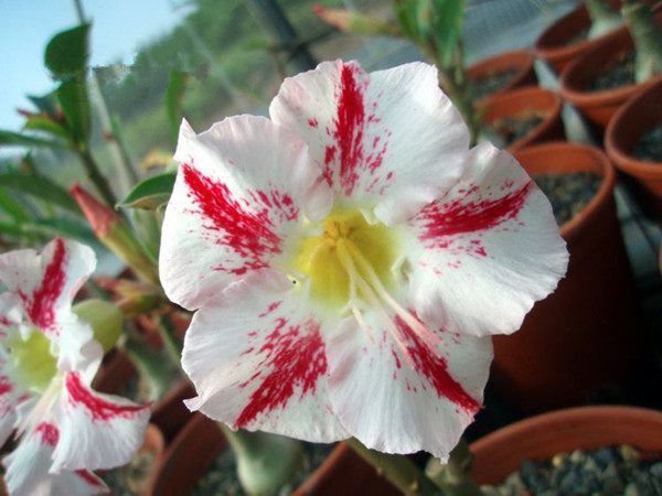 别再养绿萝吊兰了，此盆栽花漂亮又好养，家里种一棵，四季有花赏