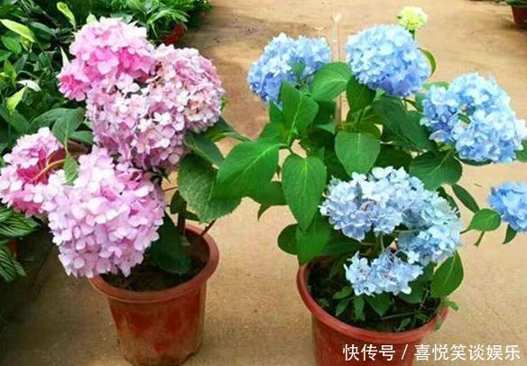 养花缺少磷钾肥学会自制技巧，往花盆里放一点养啥植物都旺