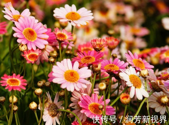 花朵|这些菊花种在家里贼好看，一盆千百多，开花开不停，花朵绚丽多彩